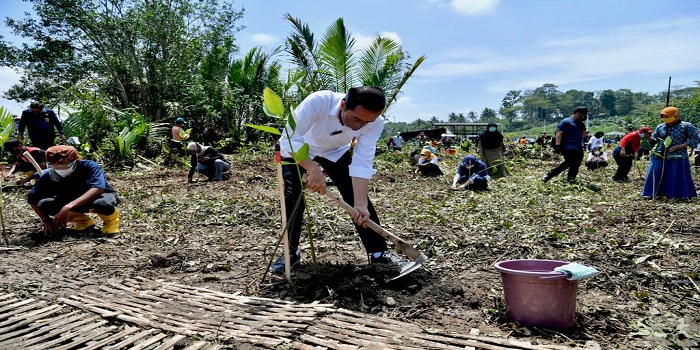 Presiden RI Joko Widodo (Jokowi) melakukan penanaman pohon mangrove bersama masyarakat, di Desa Tritih Lor, Kecamatan Jeruklegi, Kabupaten Cilacap, Jawa Tengah, Kamis (23/9/2021).