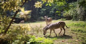 Pemerintah Kota (Pemkot) Bandung memastikan aset lahan kebun binatang di Jalan Tamansari akan tetap menjadi kawasan konservasi. Hal tersebut diungkapkan Plh Wali Kota Bandung, Ema sumarna usai memimpin rapat pengamanan aset Kebon Binatang Bandung di Balai Kota, Senin 24 Juli 2023. "Tidak ada alih fungsi. Kita tetap pastikan lahan kebun binatang menjadi kawasan konservasi," tegasnya.