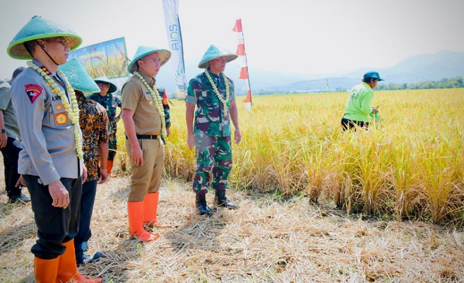 Pj. Gubernur Jawa Barat Bey Machmudin menghadiri Panen Raya Kelompok Tani Mekarwangi Wilayah Kodam III/Siliwangi di Kampung Bojong Jambu, Desa Panenjoan, Kecamatan Cicalengka, Kabupaten Bandung, Senin (18/9/2023). Bey mengapresiasi panen raya hasil kerja sama TNI, Polri, Perguruan Tinggi Negeri, Pemerintah Provinsi, Pemerintah Kabupaten, dan Gabungan Kelompok Tani (Gapoktan) tersebut. Berdasarkan laporan yang diterima, Bey mengatakan bahwa hasil panen raya kali ini meningkat dua ton dari tahun sebelumnya, yakni dari 7,2 ton menjadi 9,2 ton per hektare.